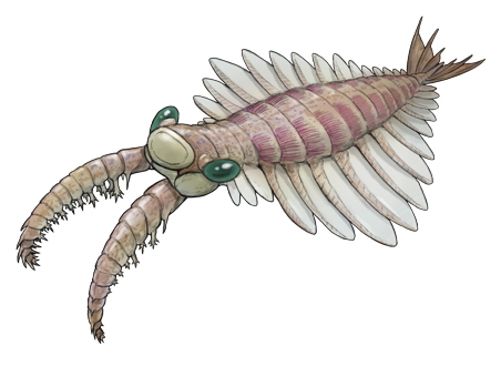 satoshikawasaki's tweet photo. 今日の古生物

アノマロカリス（Anomalocaris canadensis）

カンブリア紀のだいたい５億年前に生息。
最近のアノマロカリスのイメージは
胴体が短くなったためなのか
触手（前方の付属肢）が
かなり長くなった印象。 https://t.co/FrTNyvNsL1