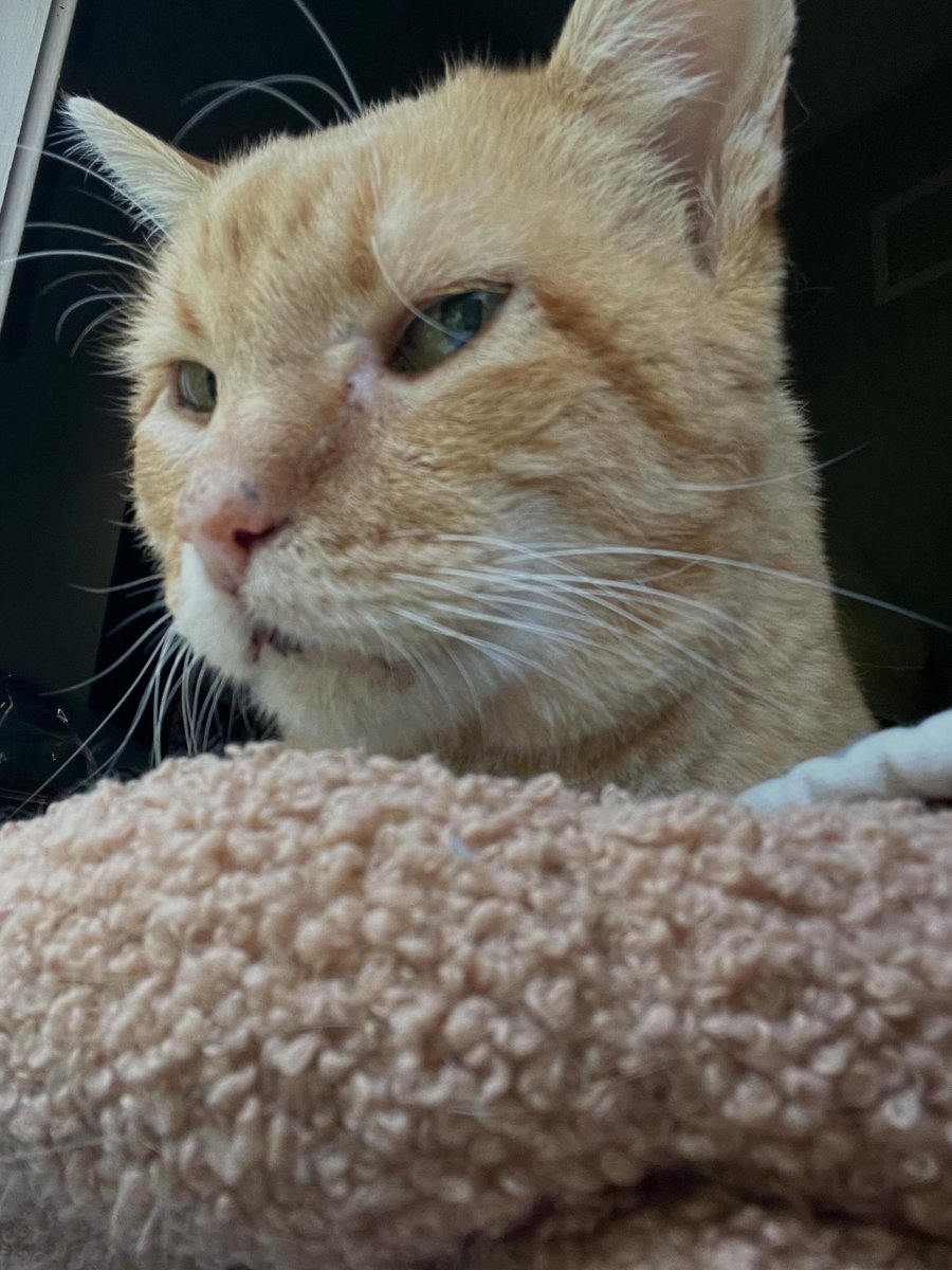 noraramireznsfa's tweet photo. Mama can’t go outside this morning, so after medicine we had some naked cuddles by the window. Now we’re going back to sleep with Steve, Mimi, and Cat Dad before feeding the plants. Happy Sunday! https://t.co/33lsxJG4p1