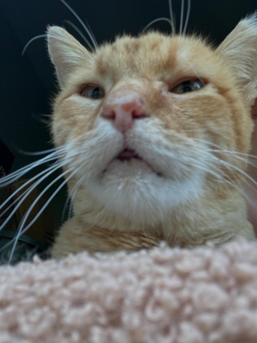 noraramireznsfa's tweet photo. Mama can’t go outside this morning, so after medicine we had some naked cuddles by the window. Now we’re going back to sleep with Steve, Mimi, and Cat Dad before feeding the plants. Happy Sunday! https://t.co/33lsxJG4p1