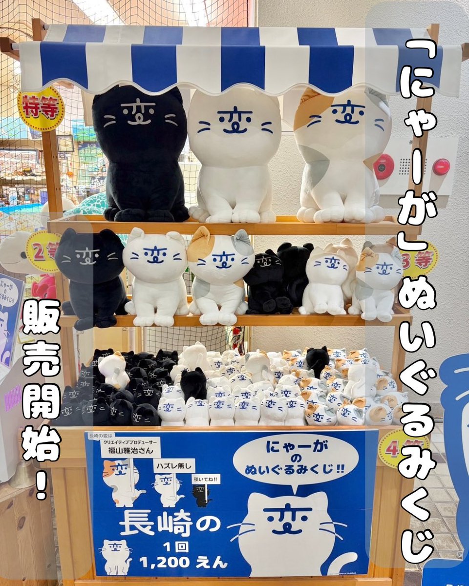 nagasakinohen's tweet photo. みにゃさん知ってたかにゃ？
にゃんと、にゃーがのぬいぐるみくじが販売開始してるにゃ🎉

シロ、ミケ、クロの3種類が登場してるにゃ😸
県内4か所ですでにくじを引くことができるようなってるにゃ✨

みにゃさん色んなにゃーがをゲットしてみてにゃ🩵

(ぬいぐるみくじ設置場所　9/29時点)
①九十九島パールシーリゾート内　九十九島商店
②株式会社すみや　アミュプラザ長崎本館
③オルゴール館
④ドラゴンシー　長崎スタジアムシティ内
#にゃーが
#ゆるキャラ
#ぬいぐるみくじ
#長崎の変