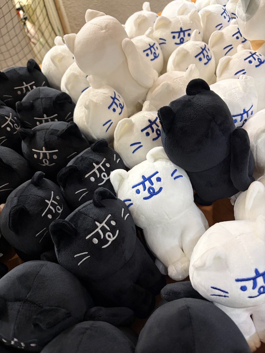 nagasakinohen's tweet photo. みにゃさん知ってたかにゃ？
にゃんと、にゃーがのぬいぐるみくじが販売開始してるにゃ🎉

シロ、ミケ、クロの3種類が登場してるにゃ😸
県内4か所ですでにくじを引くことができるようなってるにゃ✨

みにゃさん色んなにゃーがをゲットしてみてにゃ🩵

(ぬいぐるみくじ設置場所　9/29時点)
①九十九島パールシーリゾート内　九十九島商店
②株式会社すみや　アミュプラザ長崎本館
③オルゴール館
④ドラゴンシー　長崎スタジアムシティ内
#にゃーが
#ゆるキャラ
#ぬいぐるみくじ
#長崎の変