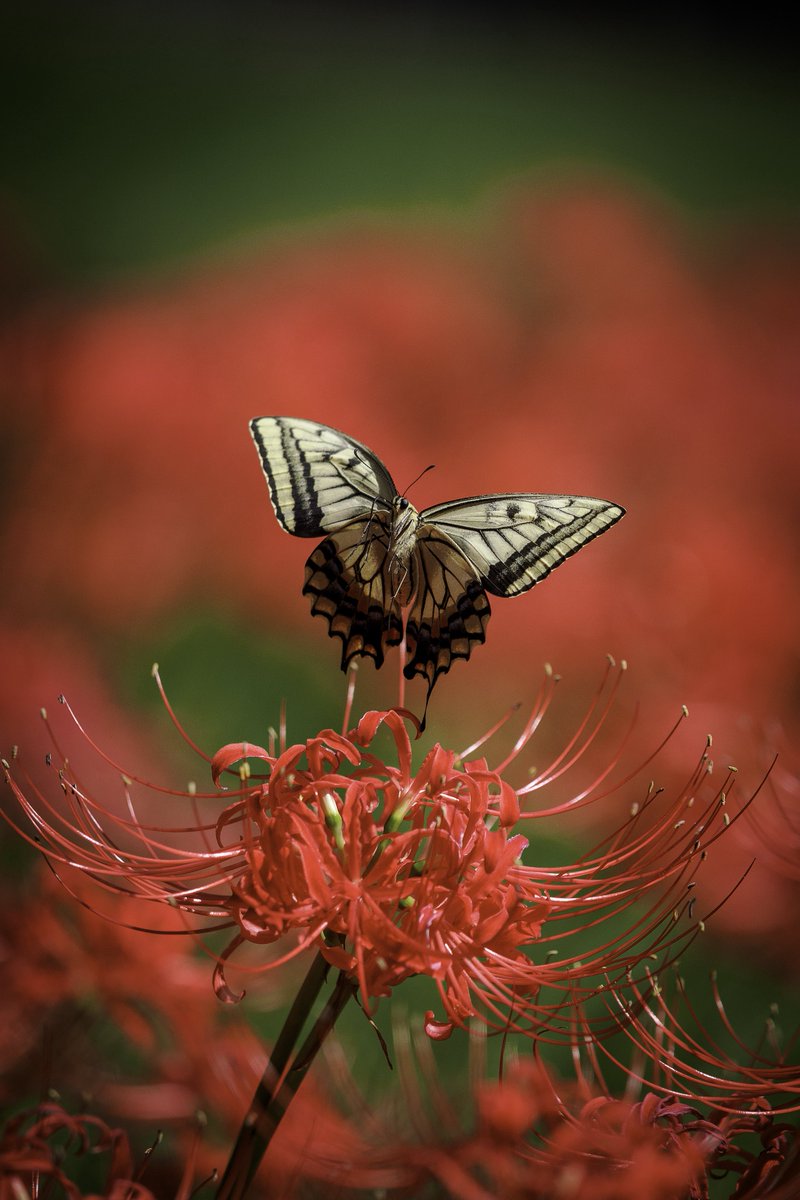 tw_photo_cam's tweet photo. 空中でビタ止め

OM-3
M.ZUIKO 40-150mm f2.8 PRO
Lightroom https://t.co/9ZcGbm5Wa7