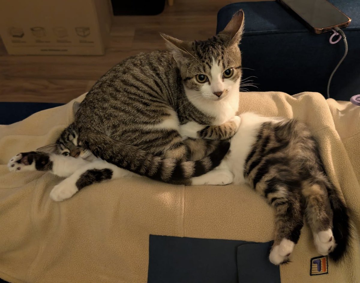 dragonleafyxx's tweet photo. You can tell who’s in charge https://t.co/whKYyXkfBd