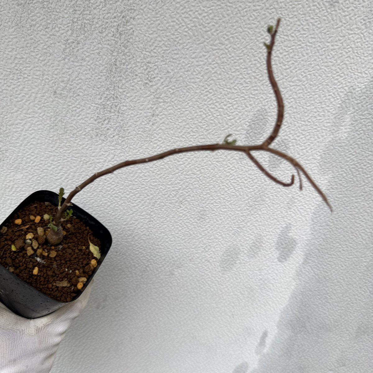 awn_plants's tweet photo. このspほんとおすすめ。まだ見本株が出来上がってないから紹介しにくい。よく太って葉も特徴的で最高なやつです😆👍
#awn_othonna_sp_nova
#awn_othonna
#othonna #オトンナ
#othonnasp
10/2–3 ON THE PLANTS(福岡)
10/31–11/1 BOTANICBOMB
11/28 京都みどりのマルシェ番外編 in トート広場 https://t.co/iGP2tNAC9F