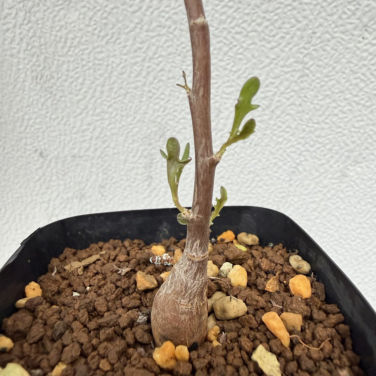 awn_plants's tweet photo. このspほんとおすすめ。まだ見本株が出来上がってないから紹介しにくい。よく太って葉も特徴的で最高なやつです😆👍
#awn_othonna_sp_nova
#awn_othonna
#othonna #オトンナ
#othonnasp
10/2–3 ON THE PLANTS(福岡)
10/31–11/1 BOTANICBOMB
11/28 京都みどりのマルシェ番外編 in トート広場 https://t.co/iGP2tNAC9F
