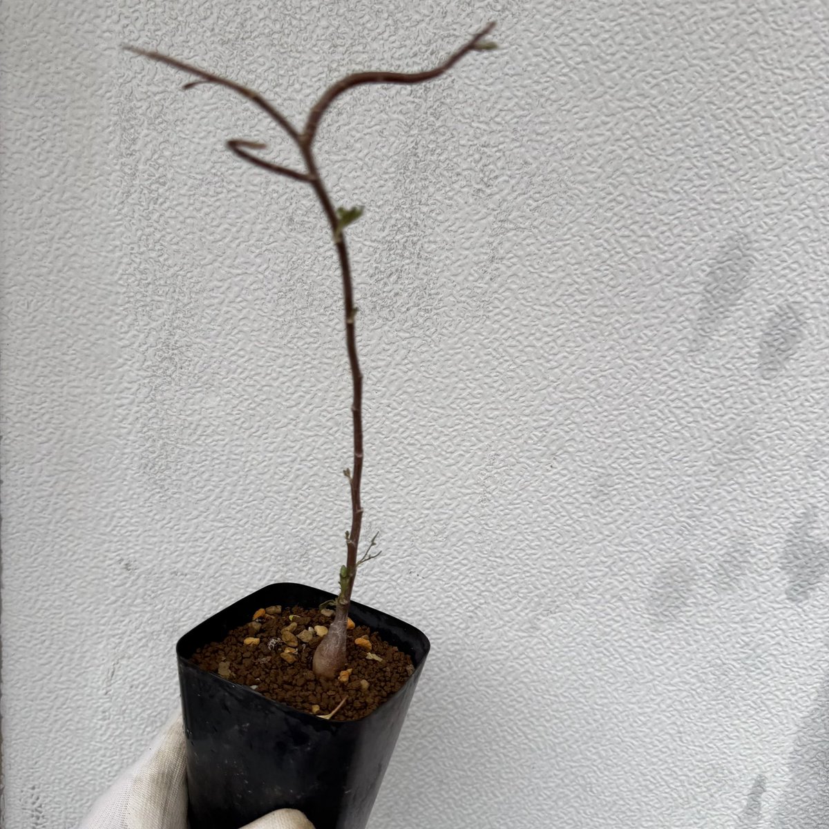 awn_plants's tweet photo. このspほんとおすすめ。まだ見本株が出来上がってないから紹介しにくい。よく太って葉も特徴的で最高なやつです😆👍
#awn_othonna_sp_nova
#awn_othonna
#othonna #オトンナ
#othonnasp
10/2–3 ON THE PLANTS(福岡)
10/31–11/1 BOTANICBOMB
11/28 京都みどりのマルシェ番外編 in トート広場 https://t.co/iGP2tNAC9F