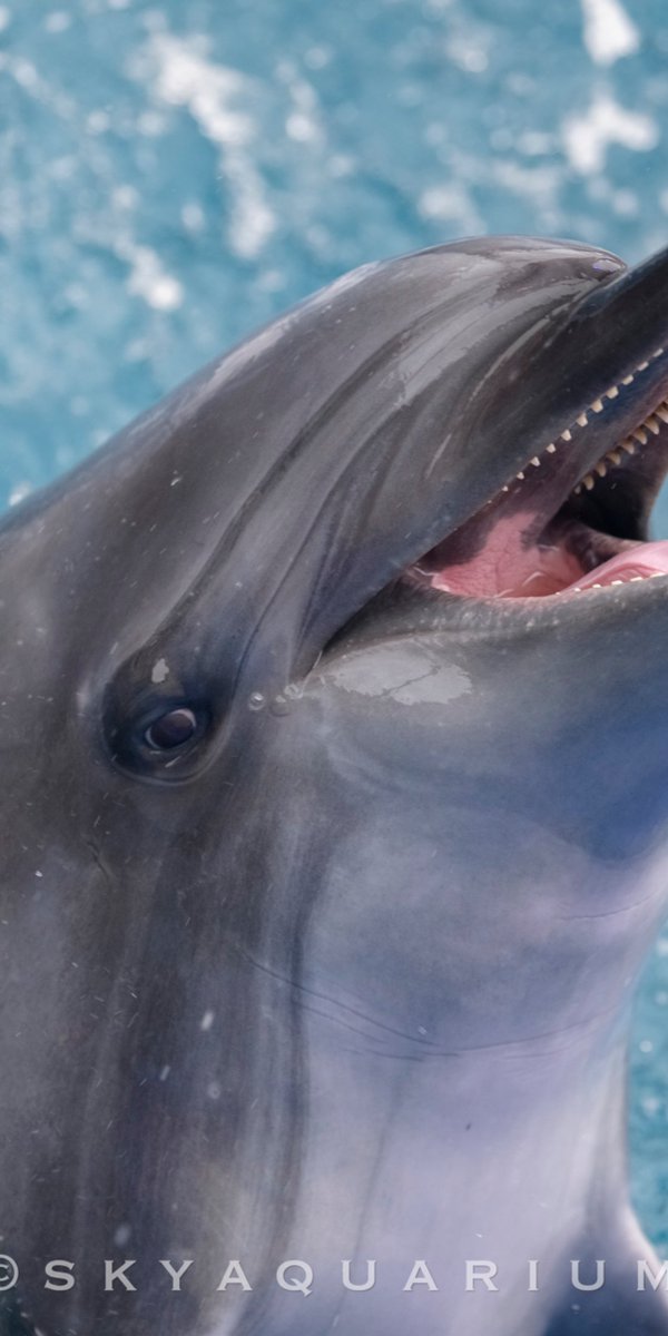 Skyaquarium's tweet photo. 大好きなししゃもあ〜ん♪🐬✨

#うみたまご #ララ https://t.co/Vkno7VZ5xT