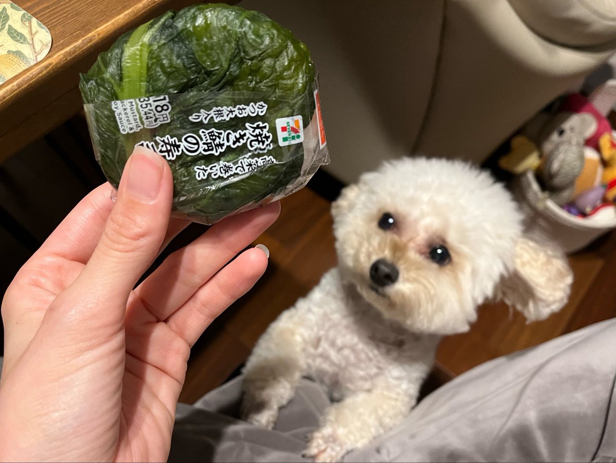 kaodekayun's tweet photo. セブンの焼き鯖の寿司がおいしすぎた
犬の片耳も上がっちゃうくらいオススメ❣️
#セブン新商品 
#トイプードル https://t.co/JAeYFU1IUI
