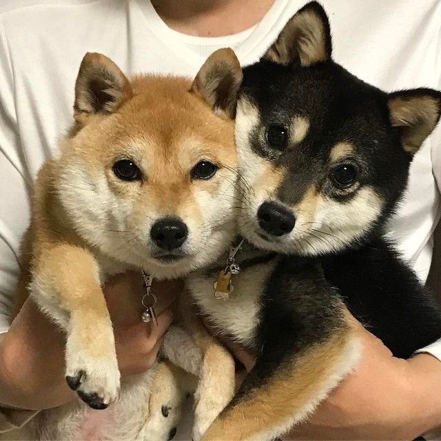 NOWAYPLSDONTGO's tweet photo. 와 ㅇㅈ을 ㅇㅈ해요
구라안치고 둘이 이르케보임.............. 털날림대박 https://t.co/bzq66gRtYq