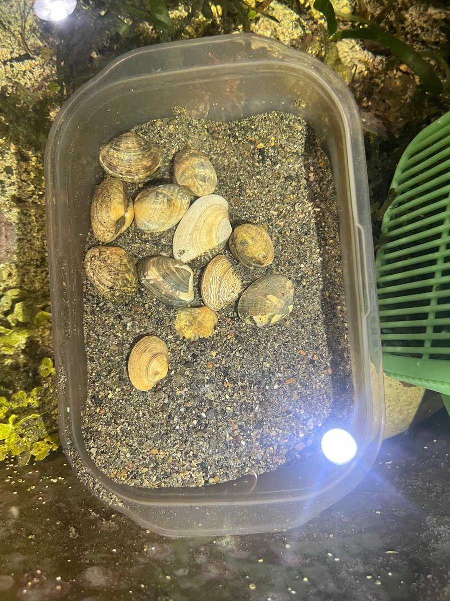 sanyasokun's tweet photo. スーパーで買った「アサリ」、飼育を始めて44日目。
まだ生きてる！！めちゃくちゃ元気！！
しかも、水が白濁した海水水槽にアサリを入れると、たった1日で水がピカピカに！
それ以来、別の水槽が白濁するたびにアサリたちに出張でお仕事してもらってる！

アサリのろ過能力、想像以上にすごい… https://t.co/n1cKLAqmDE