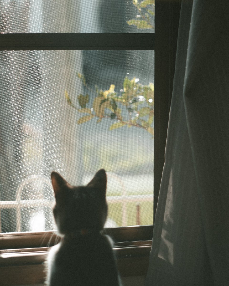 Yuki910828's tweet photo. 珈琲と猫 暮らしの写真 https://t.co/XBmIOXsN6g