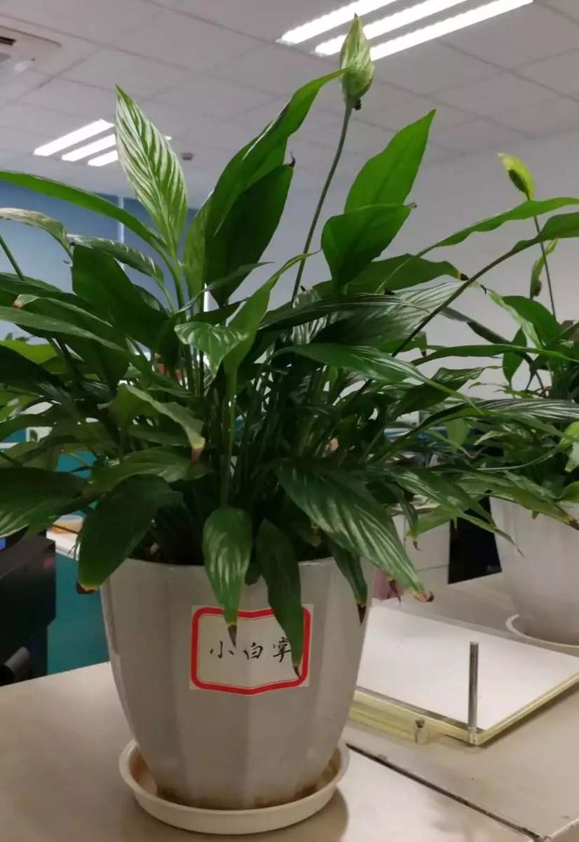 musilasad's tweet photo. Shoutout to our amazing team member 柯姿碳! Your dedication makes every project shine https://t.co/pVxRjro5tL