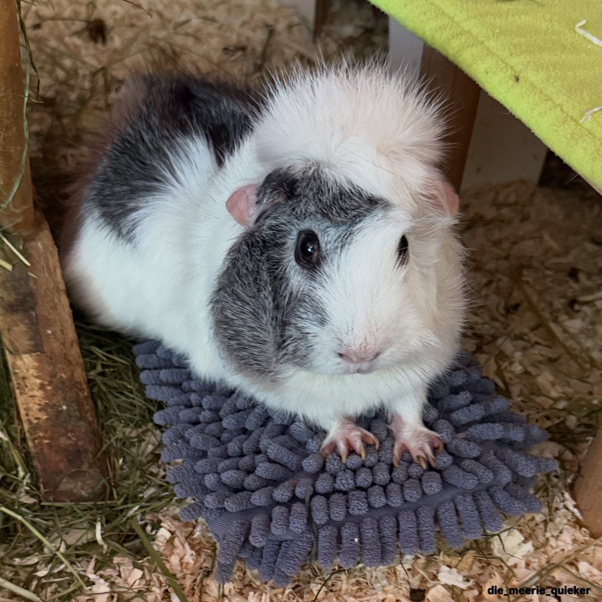 harpermartinezj's tweet photo. Finja recognized it immediately. The first little pig to lie straight on the ice pack while the others just stare blankly, realizing there’s nothing to eat. My wonderful partner pages: Wuschelschweinis, Leisslinger Meerferkels, Paradies Schnuten, https://t.co/WEVgooQA9l