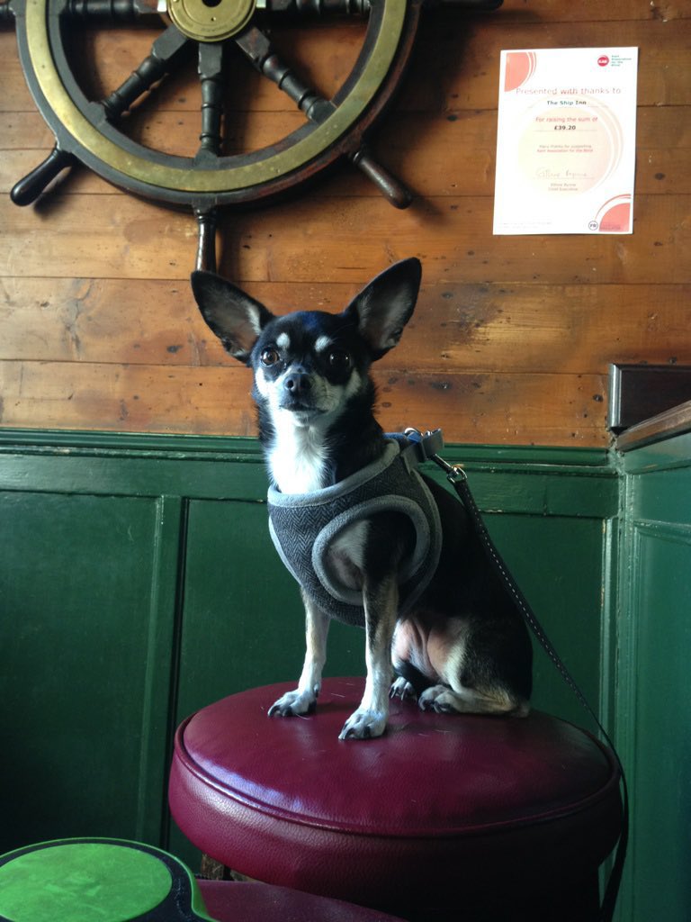 IanCallaway352's tweet photo. @zatzi Molly the far right chihuahua says huzzah to the great British pub. And ya boo sucks to the gainsayers of the left. To bowdlerise the words of #PGWodehouse, it is never difficult to distinguish a ray of sunshine from a socialist with a grievance. https://t.co/jG6cgLOfv0