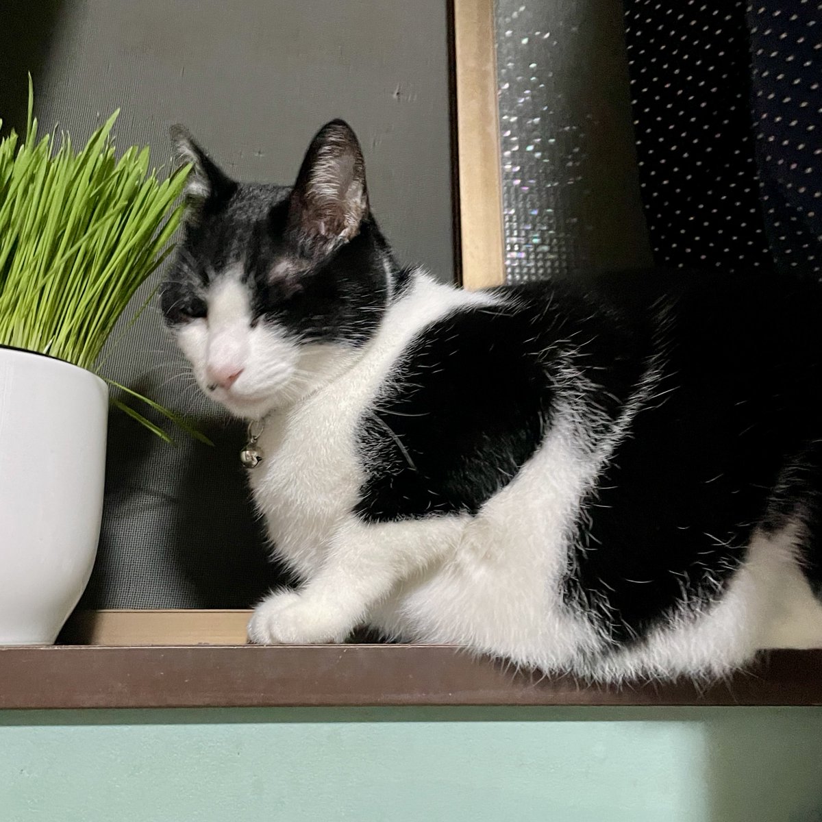 cMelted's tweet photo. #クロちゅん ダイエット計画🐱
目標4.5キロ 又は触ってみて肋骨が分かる位
9/21➡️5.1kg
本日9/29➡️5kg

1週間で1%位が良いぐらいだからすごく良いですね！🥳
お腹いっぱいおいしく食べて頑張ろう！
(自分の体重管理はいいんです知らない方が良い) https://t.co/SilT6LEfo0