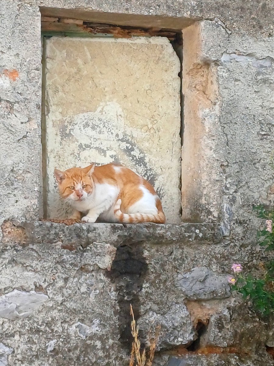 nektariaG's tweet photo. Οπου παω, ταιζω χοντρουτσικους, μπουνταλαδες πορτοκαλι γατους🥰 https://t.co/kOySvslte7