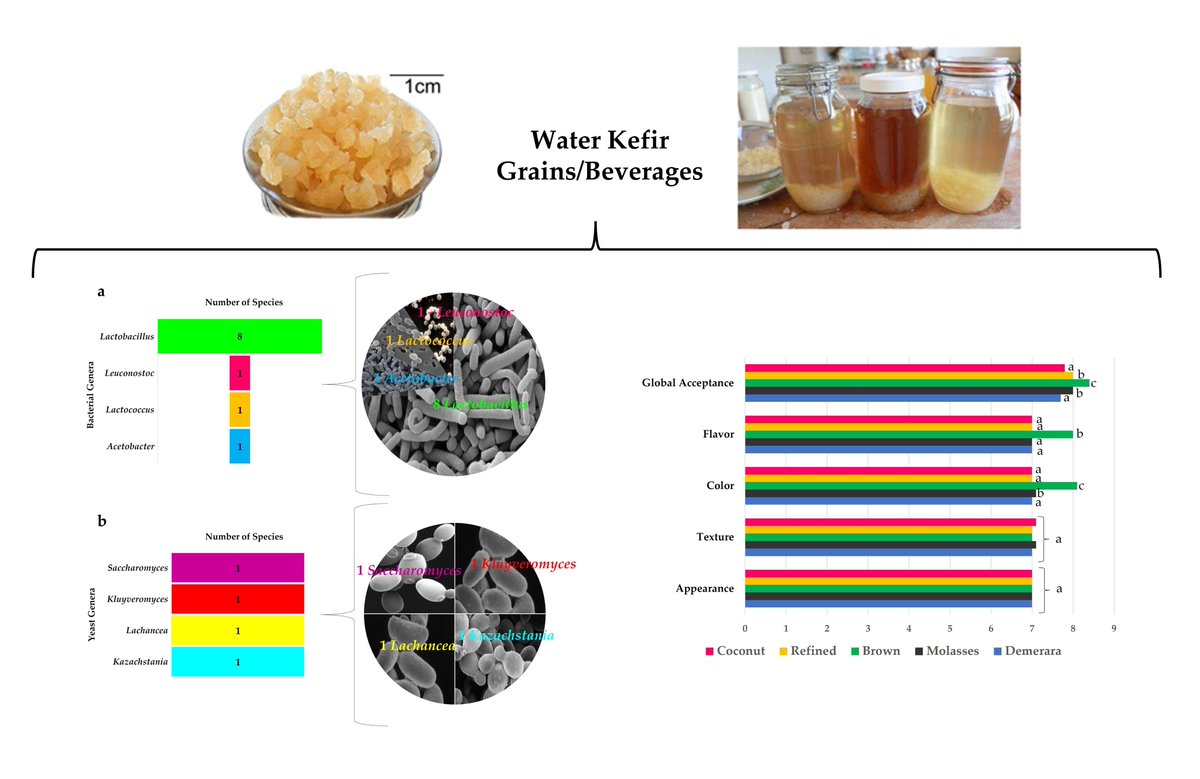 Ferment_MDPI's tweet photo. This study in Fermentation explores non-dairy kefir beverages produced with brown, demerara, refined and coconut sugars, as well as cane molasses.

Read the full study: https://t.co/gaBk4gEa7J

#Fermentation #Kefir #Probiotics #FoodScience #FermentedFoods https://t.co/SNQhd67rtD