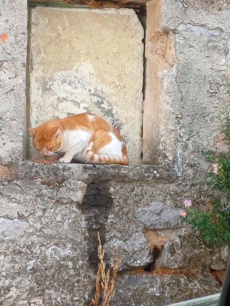 nektariaG's tweet photo. Οπου παω, ταιζω χοντρουτσικους, μπουνταλαδες πορτοκαλι γατους🥰 https://t.co/kOySvslte7