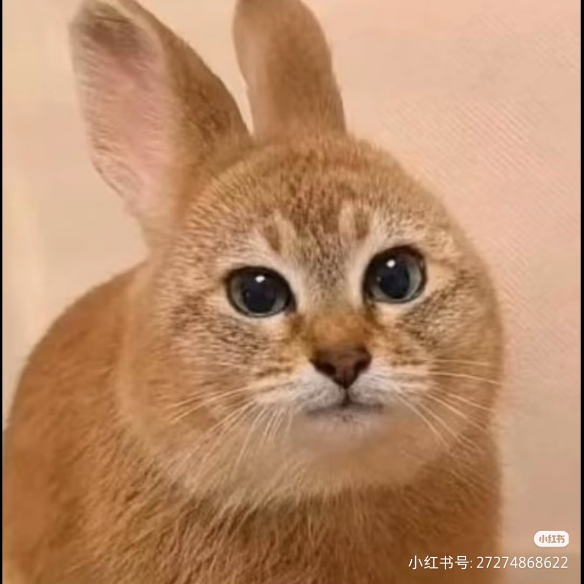 shabi487's tweet photo. https://t.co/eisUfriZzW