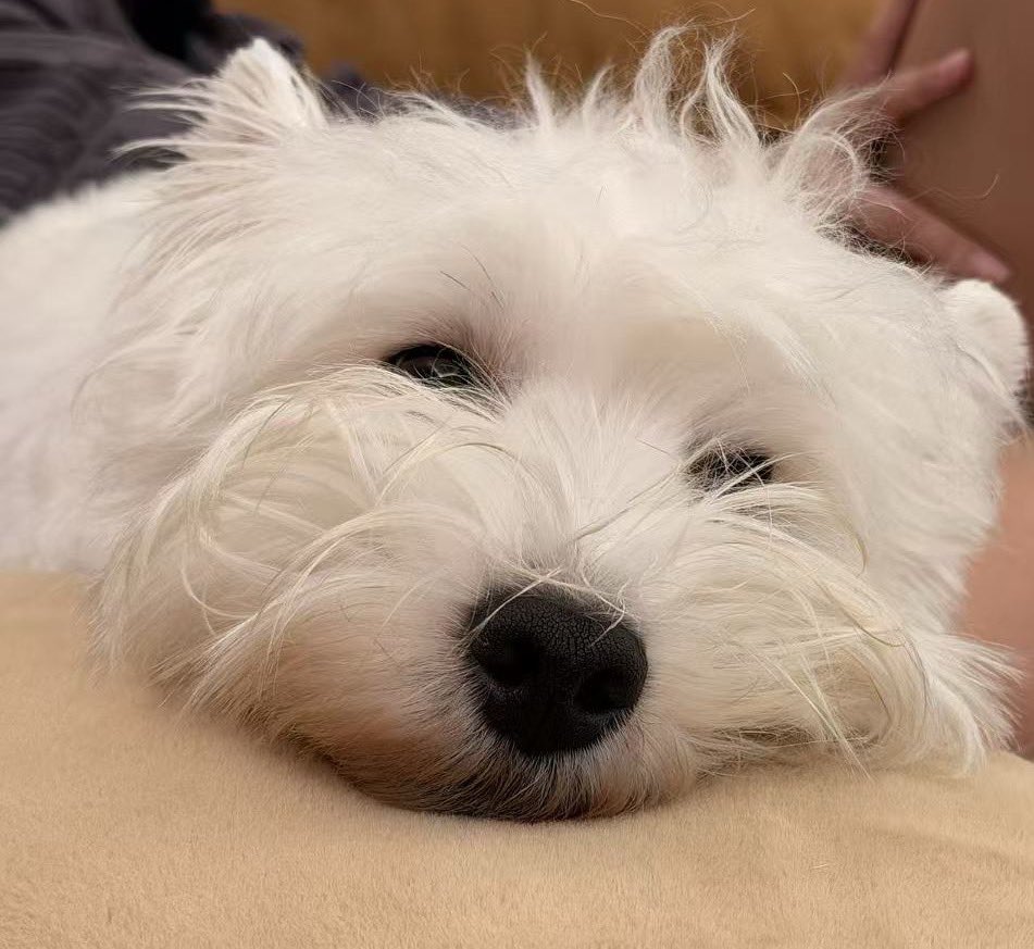 Colaiceiceice's tweet photo. 最強番犬w https://t.co/jSKYQq6bZr