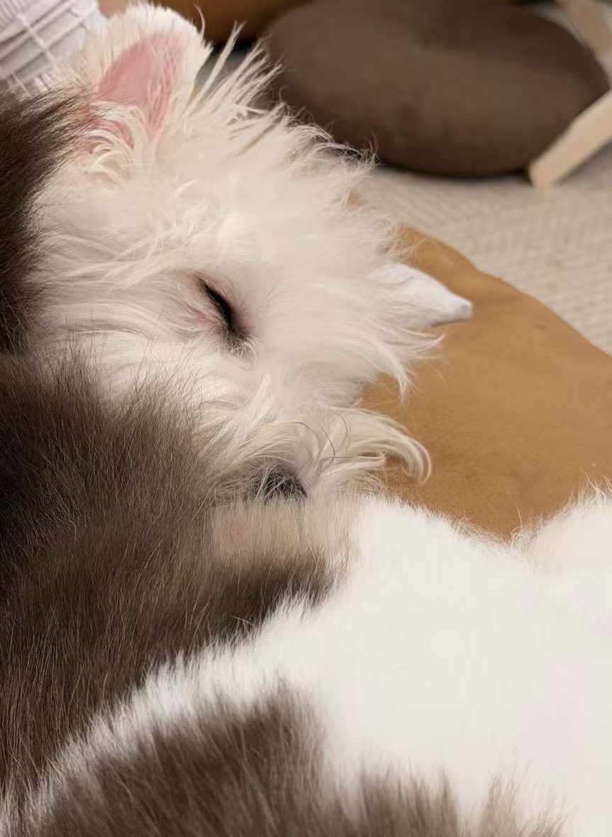 Colaiceiceice's tweet photo. 最強番犬w https://t.co/jSKYQq6bZr