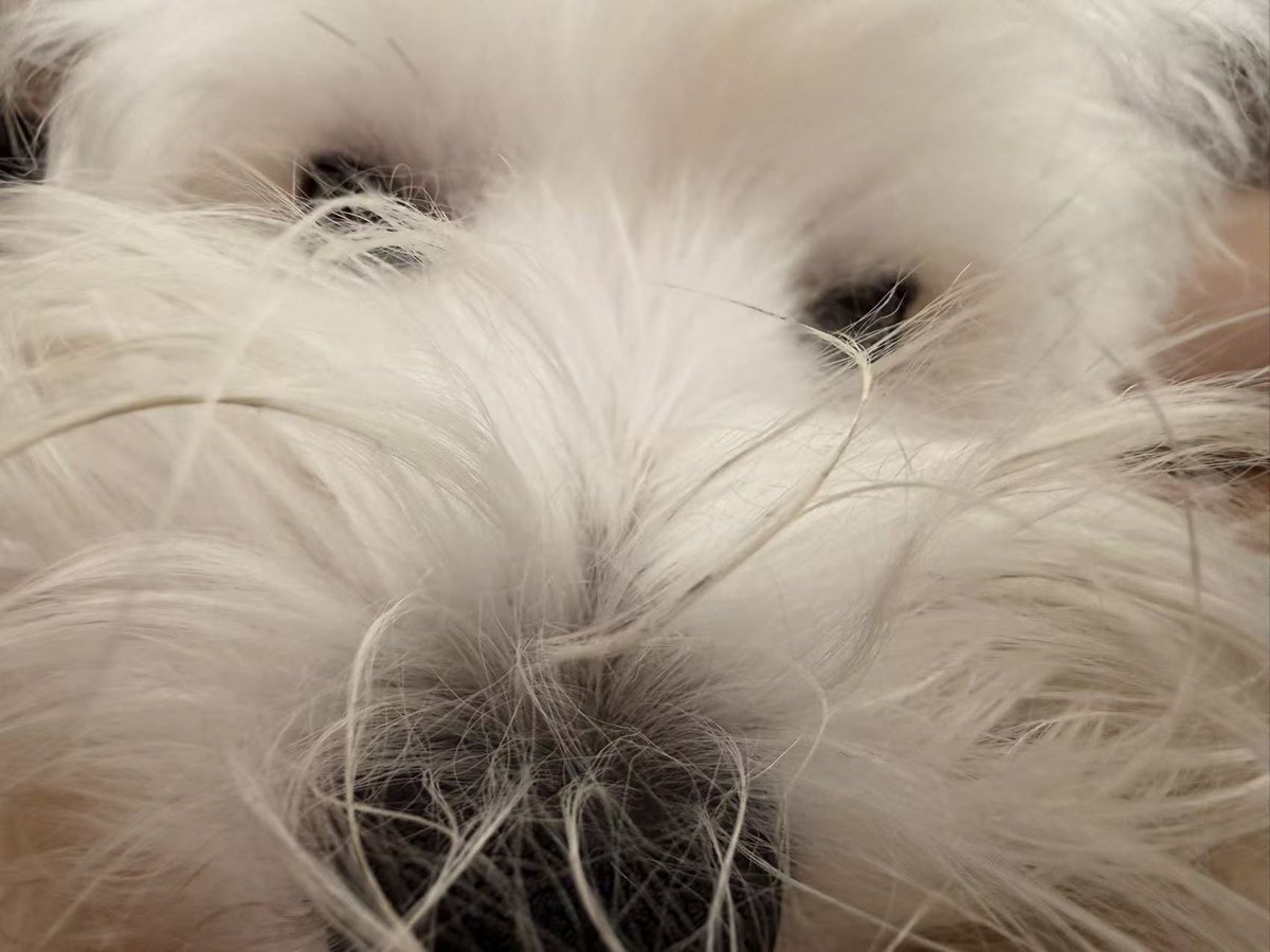 Colaiceiceice's tweet photo. 最強番犬w https://t.co/jSKYQq6bZr