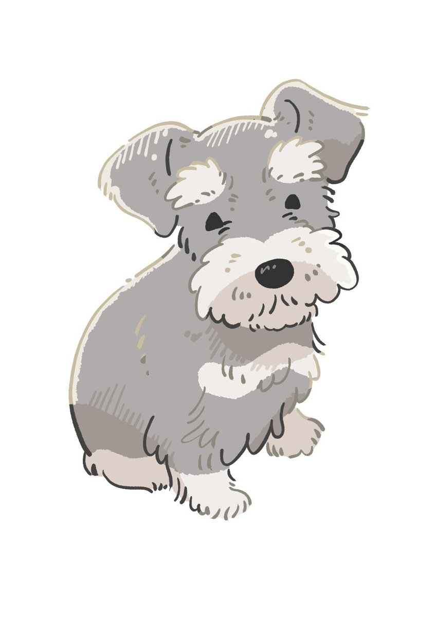 chikchikuni's tweet photo. おシュナ。

#犬 #ミニチュアシュナウザー https://t.co/gcrTnNbZS3