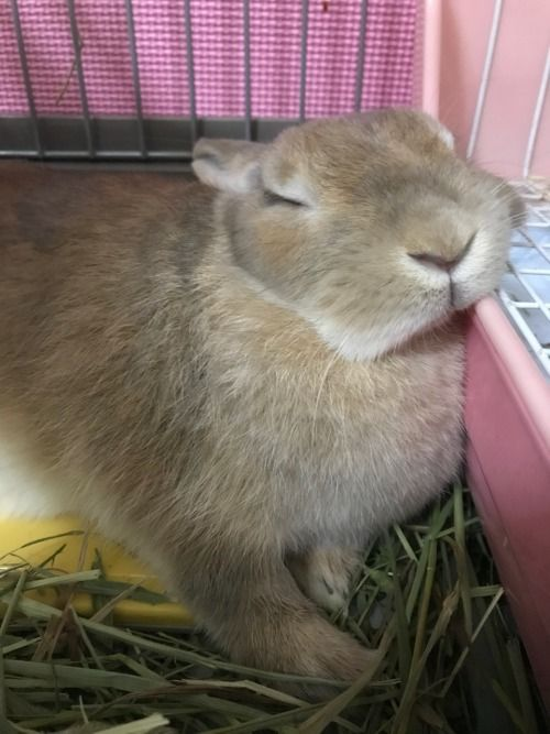 ashyaywoohoo's tweet photo. look at this bunny she fell asleep thats so embarrasing https://t.co/NB4e76878Y