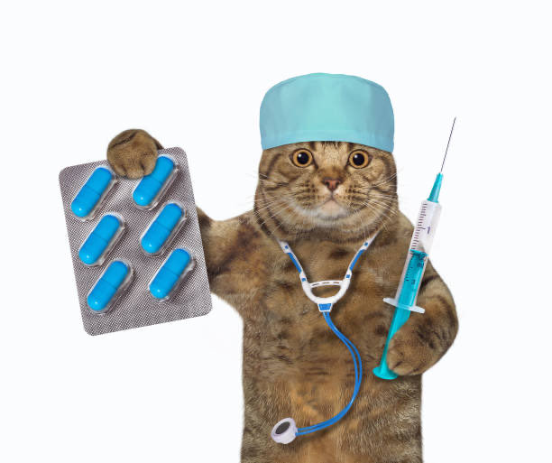 pinguibella's tweet photo. achei esse tweet engraçado pq ficou parecendo q médico veterinário nao é humano https://t.co/lztZVDmXzd