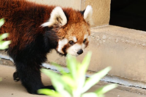 rodpanda21's tweet photo. ソラさん 🍌
市川市動植物園
#lesserpanda #redpanda #レッドパンダ #小熊貓 #シセンレッサーパンダ #レッサーパンダ #ソラ
#動物 #動物園 #zoo #animal #動物写真 #動物園写真 #animalphoto #zoophoto
#動物が好き #レッサーパンダが好き
#市川市動植物園
🐢 https://t.co/Zf21Nd8vsO