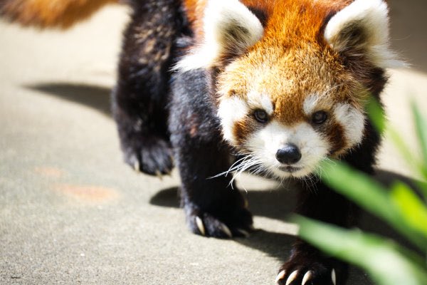 rodpanda21's tweet photo. ソラさん 🍌
市川市動植物園
#lesserpanda #redpanda #レッドパンダ #小熊貓 #シセンレッサーパンダ #レッサーパンダ #ソラ
#動物 #動物園 #zoo #animal #動物写真 #動物園写真 #animalphoto #zoophoto
#動物が好き #レッサーパンダが好き
#市川市動植物園
🐢 https://t.co/Zf21Nd8vsO