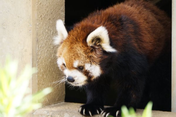 rodpanda21's tweet photo. ソラさん 🍌
市川市動植物園
#lesserpanda #redpanda #レッドパンダ #小熊貓 #シセンレッサーパンダ #レッサーパンダ #ソラ
#動物 #動物園 #zoo #animal #動物写真 #動物園写真 #animalphoto #zoophoto
#動物が好き #レッサーパンダが好き
#市川市動植物園
🐢 https://t.co/Zf21Nd8vsO