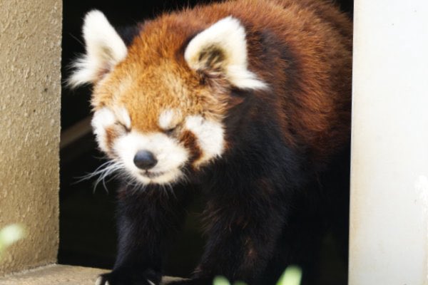 rodpanda21's tweet photo. ソラさん 🍌
市川市動植物園
#lesserpanda #redpanda #レッドパンダ #小熊貓 #シセンレッサーパンダ #レッサーパンダ #ソラ
#動物 #動物園 #zoo #animal #動物写真 #動物園写真 #animalphoto #zoophoto
#動物が好き #レッサーパンダが好き
#市川市動植物園
🐢 https://t.co/Zf21Nd8vsO