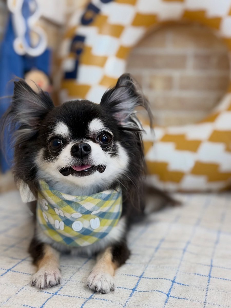 averyyoung5n127's tweet photo. Chihuahua Kuu 🐶🐾 
Thank you for visiting ☺️♡ https://t.co/LwjHEPtC3F