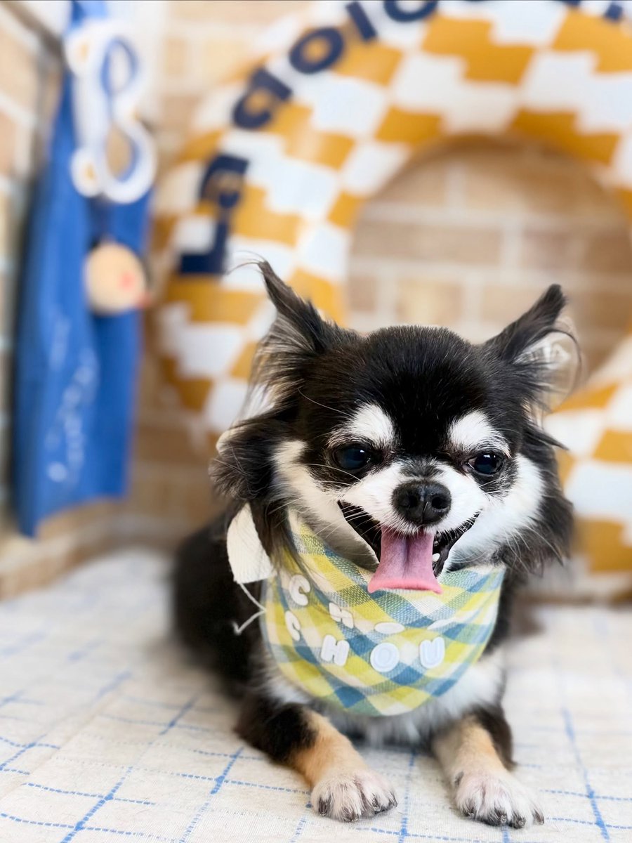 averyyoung5n127's tweet photo. Chihuahua Kuu 🐶🐾 
Thank you for visiting ☺️♡ https://t.co/LwjHEPtC3F