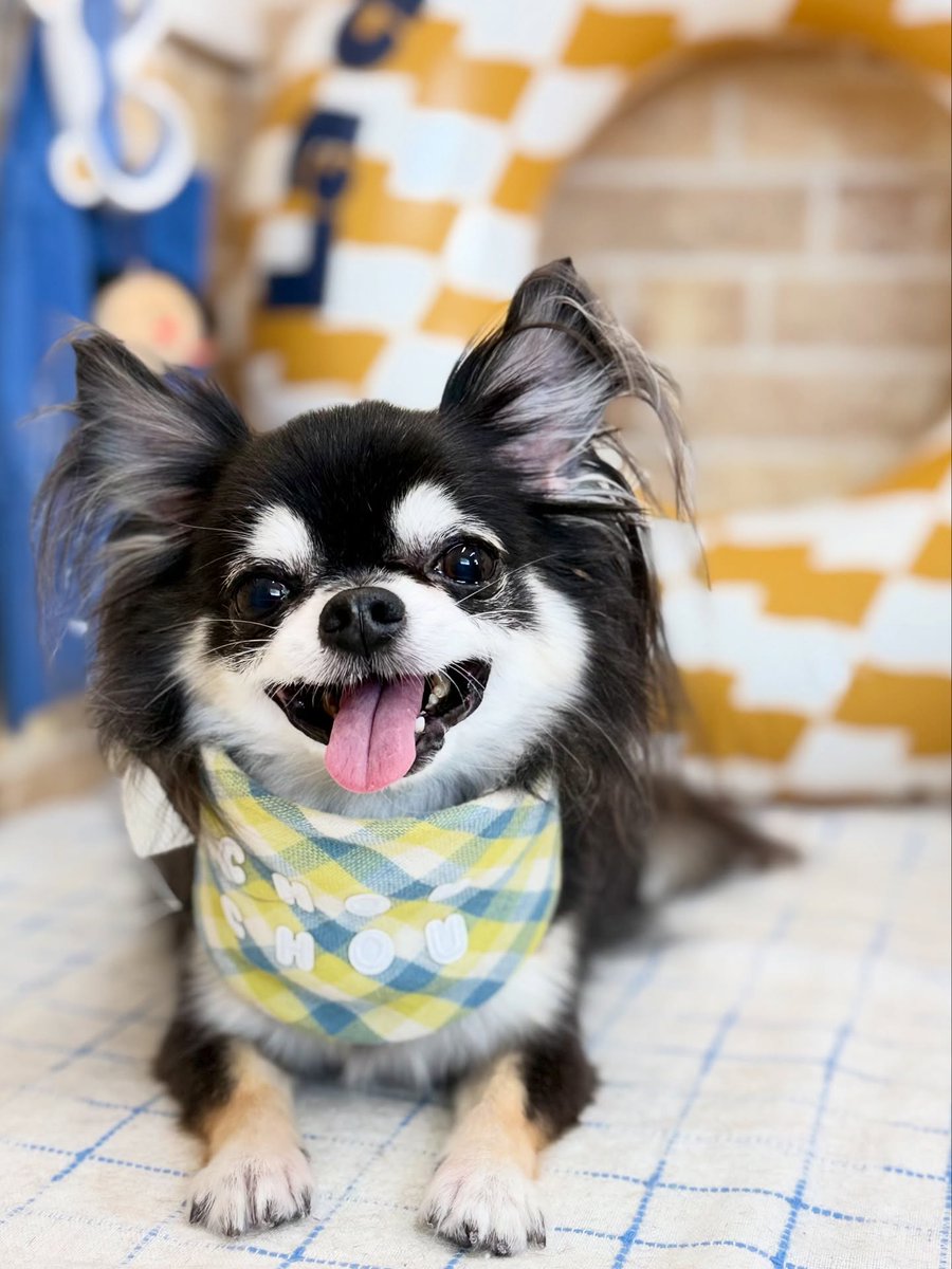averyyoung5n127's tweet photo. Chihuahua Kuu 🐶🐾 
Thank you for visiting ☺️♡ https://t.co/LwjHEPtC3F