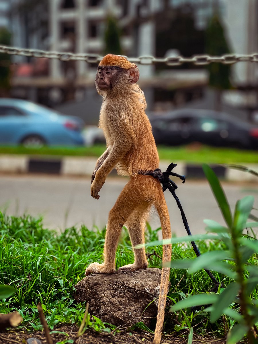 theotokiti's tweet photo. 📸 FRAME OF THE WEEK
Theme: Widelife
Host: @theotokiti
Community: The Photographer’s Hub
Hashtag: #FrameOfTheWeek https://t.co/LGZfnngj2d