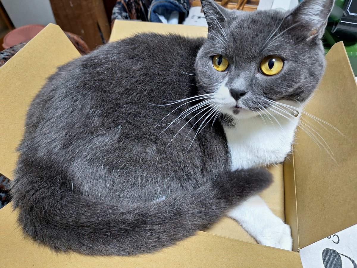black9scratch's tweet photo. 推しのCD 届いてテンション上がってるのを何なんだって顔で見てくる🐱
段ボール気に入ったみたい

#宝鐘マリン
#ホロライブ https://t.co/VGd1ppuWir