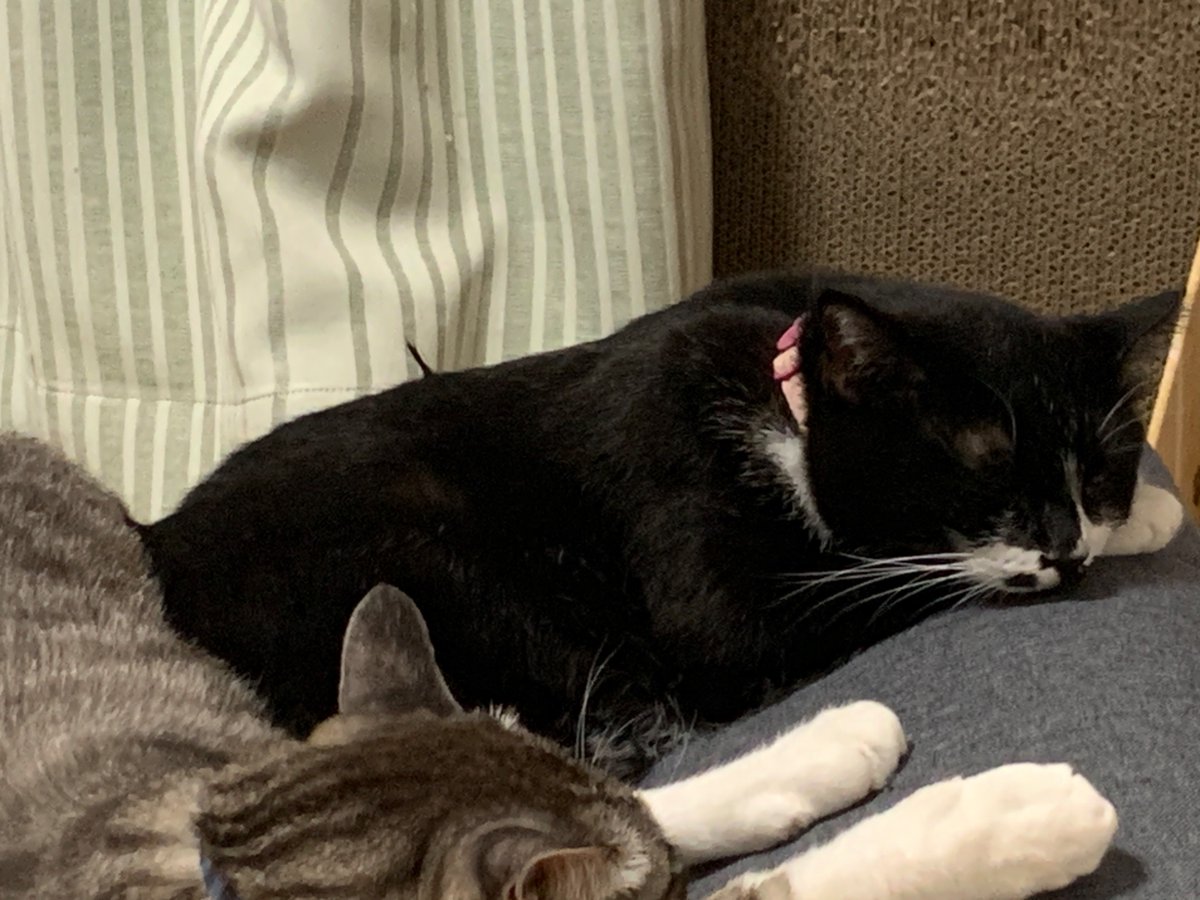 ymt_SAVA's tweet photo. 背中に寝癖猫 https://t.co/DhkJw3KyJO