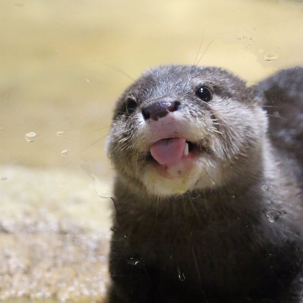 In_Otter_News2's tweet photo. Otter screen cleaner is happy to clean your screen. No charge. https://t.co/vcy8JZ88pg
