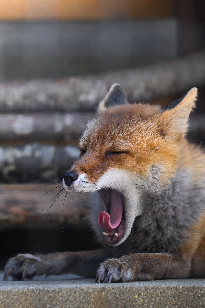 idiot0w0's tweet photo. ホンドギツネ
大あくびが可愛い🦊

#ファインダー越しの私の世界 
#写真で伝えたい私の世界 
#キリトリセカイ 
#photograph https://t.co/khXPND4dFc