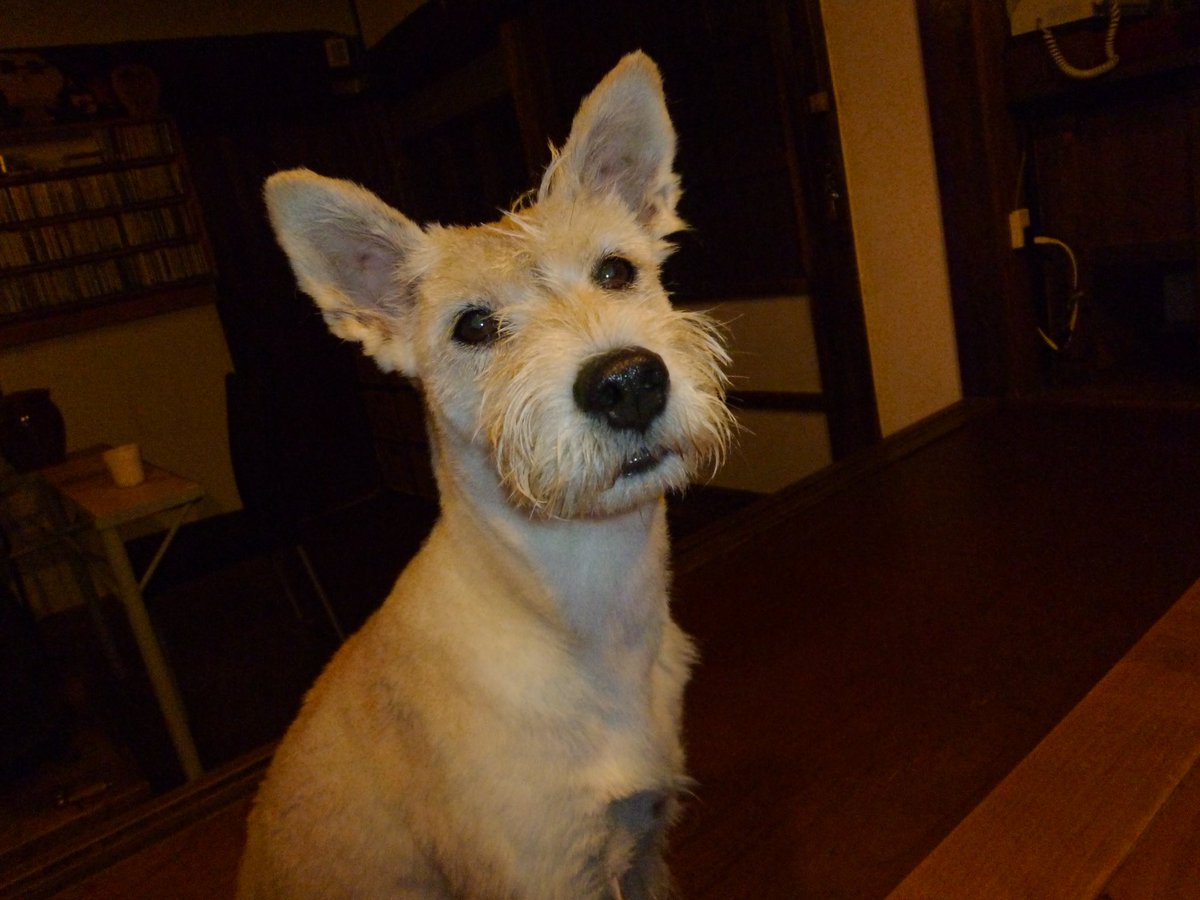 gooddoghanco's tweet photo. @KumachanOmochi ありがとうございます。
ラン子もテリア系雑種でしたので、毛質を活かし夏場はシュナウザー風にしてました☺️ https://t.co/rETS1pdiNl