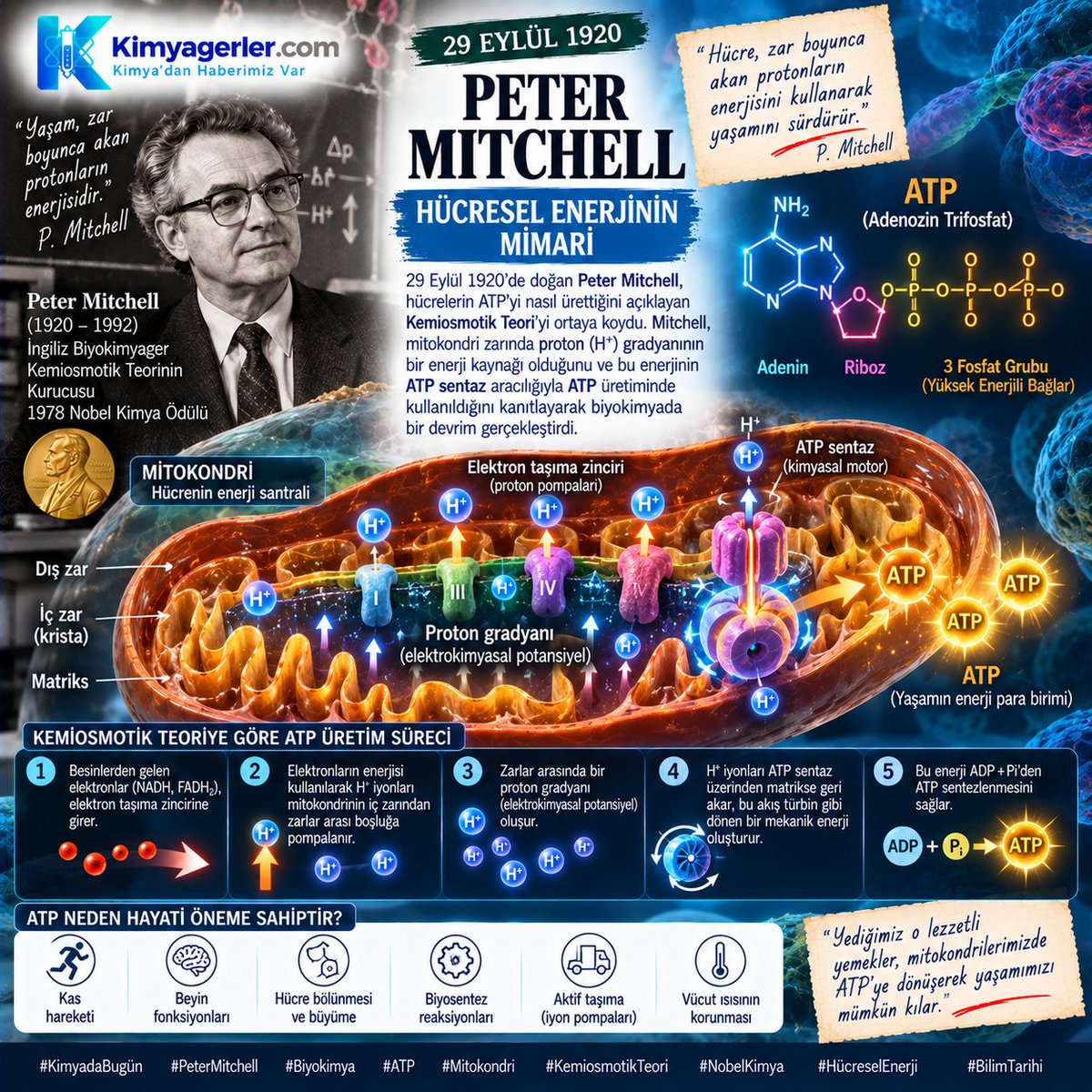 kimyagerlercom's tweet photo. ⚡ Yediğimiz gıdaların hücrede nasıl enerjiye (ATP) dönüştüğünü açıklayan "Kemiosmotik Teori"nin mimarı, Nobel ödüllü biyokimyager Peter Mitchell bugün doğdu!
(29 Eylül 1920). 

Hücrelerimizin içindeki o mikroskobik hidroelektrik santrali olmasaydı, yaşam olmazdı. 🧬🔬 #Kimya https://t.co/SEbAnUwwhU