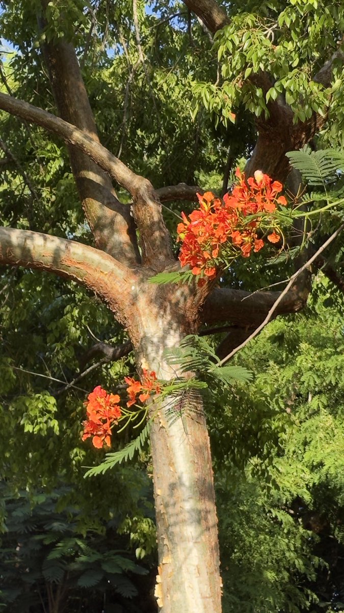 epintadorm's tweet photo. Beautiful flamboyant tree🌳 today. #mymorning #goodday #happytuesday #nature #trees #flamboyant #FlowersOnX #thicktrunktuesday #mypics https://t.co/aRpXsdHLK4