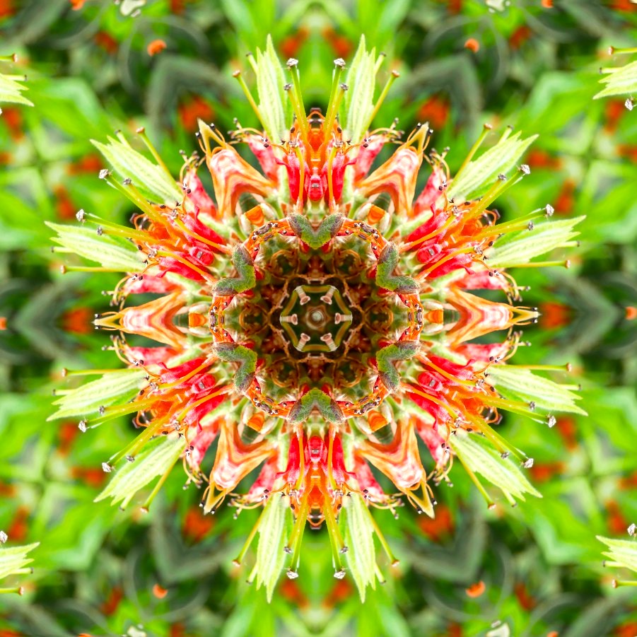 GoetterfunkenDE's tweet photo. From the art series „Götterfunken (Nature Mandalas)“
#Götterfunken #NatureMandalas #SparkOfTheGods #Art #Photography #DigitalArt #PureNature #Flowers #Plants #Meditation #Yoga #Peace #Freedom #InwardReflection #Sacred #Life #Creation #Gaia #PrimordialSource #Love #Iam https://t.co/3ANRgJvi3R