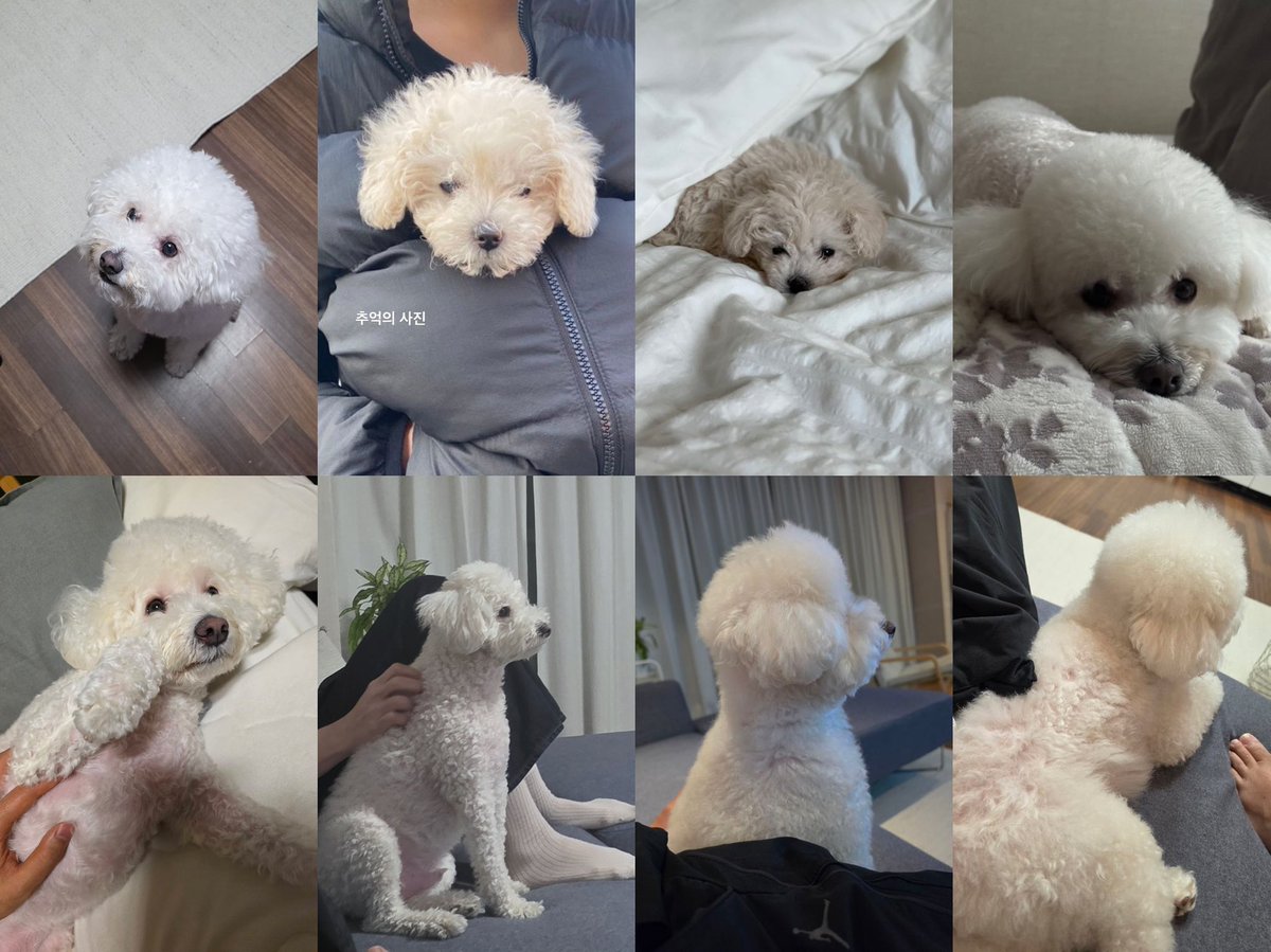 madgurlclub's tweet photo. วิวัฒนาการความอ้วลของพิชาร์ลี จากหมากลายเป้นหมู เอ้ย หมี 🐶 https://t.co/ONtn56RFYk