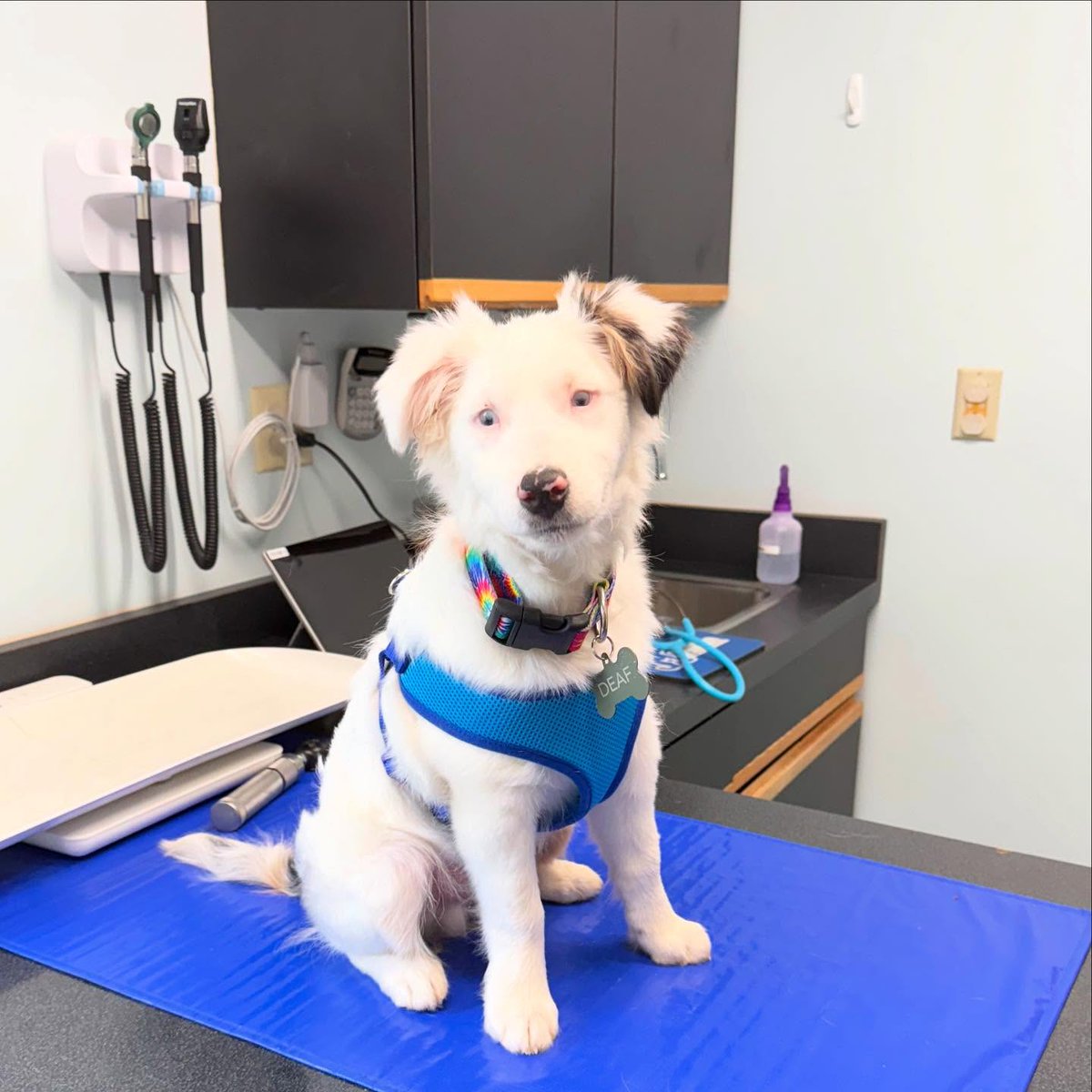 ariasmithzcs906's tweet photo. Meet Knick Knack! Recently adopted from Green Dogs Unleashed, this sweet pup came in for his first visit. Despite a few special needs, he’s thriving with his loving new family. Welcome home! https://t.co/a12EA0DRto