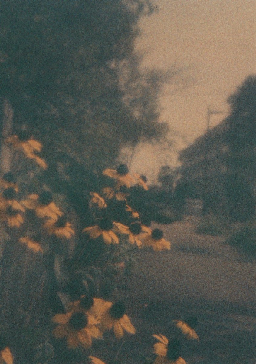 gk72aimpulse's tweet photo. かわいいお花か咲いていたのよ

オリンパスPEND
期限切れ写ルンですフィルム
@tetsuya4281 さんで現像

#フィルムカメラ #expiredfilm #filmphotography https://t.co/srUxtYb4bB