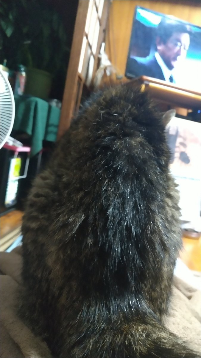0ozedz's tweet photo. お腹の上でのビフォーアフター笑 https://t.co/cHSP3ev7kz