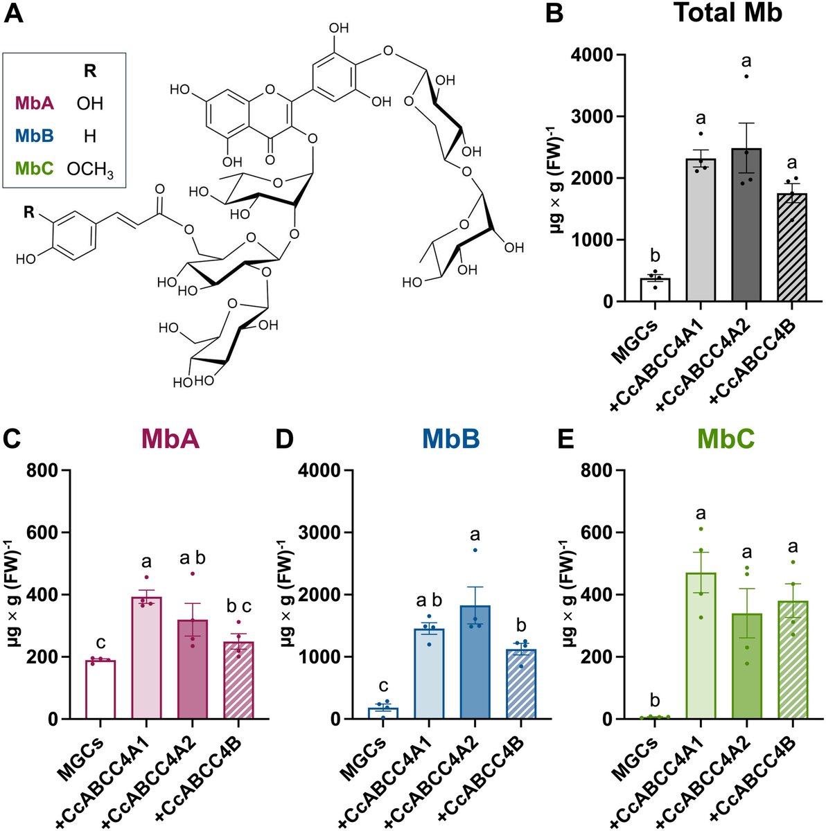 PlantBiotechJ's tweet photo. 🌱 RESEARCH 🌱

Tonoplast-Localized ABCC Transporters Enhance Heterologous Production of the Antidiabetic Montbretin A and Its Analogues in Nicotiana benthamiana - Hijmans et al.

🔗 https://t.co/YIsKUYaOQ0

#plantscience #synbio 🧪 https://t.co/7BxNb7GMj7